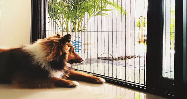 Sliding Screen Pet Door Repair in San Lorenzo, CA