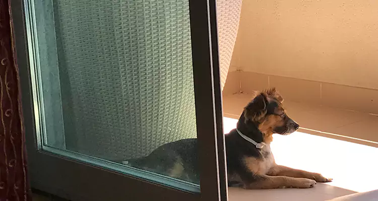 French Door Pet Screen Repair in San Lorenzo, CA